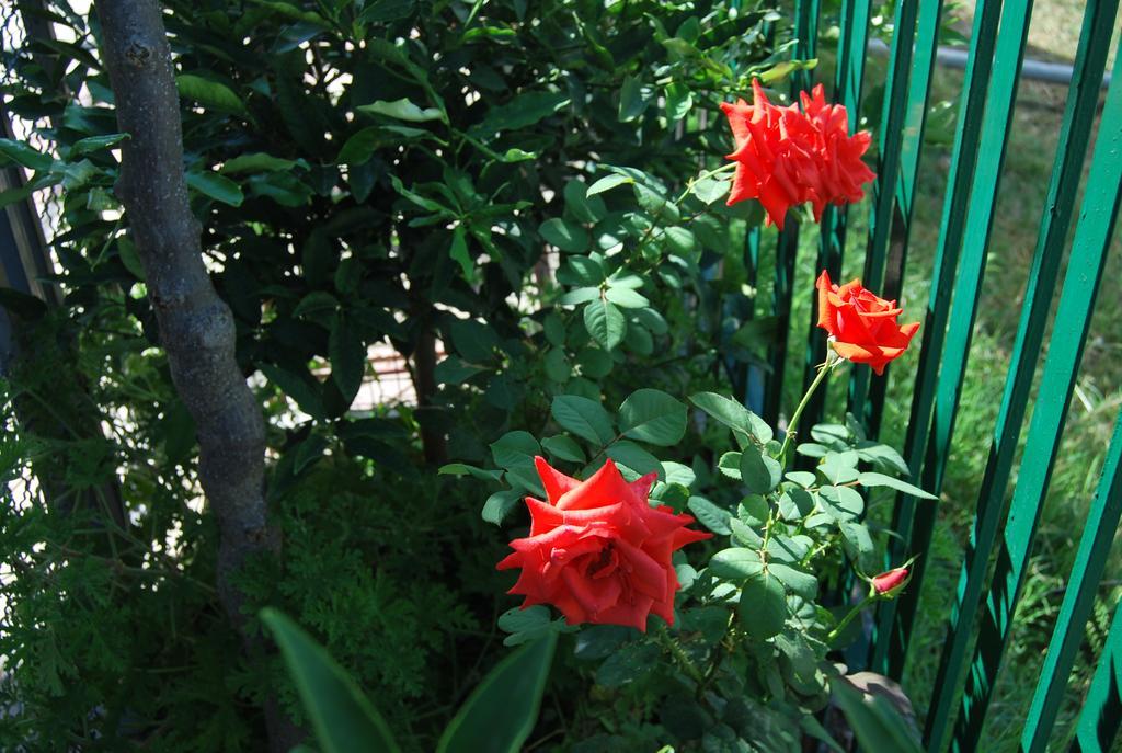 H And H Guesthouse Velipoje Ngoại thất bức ảnh